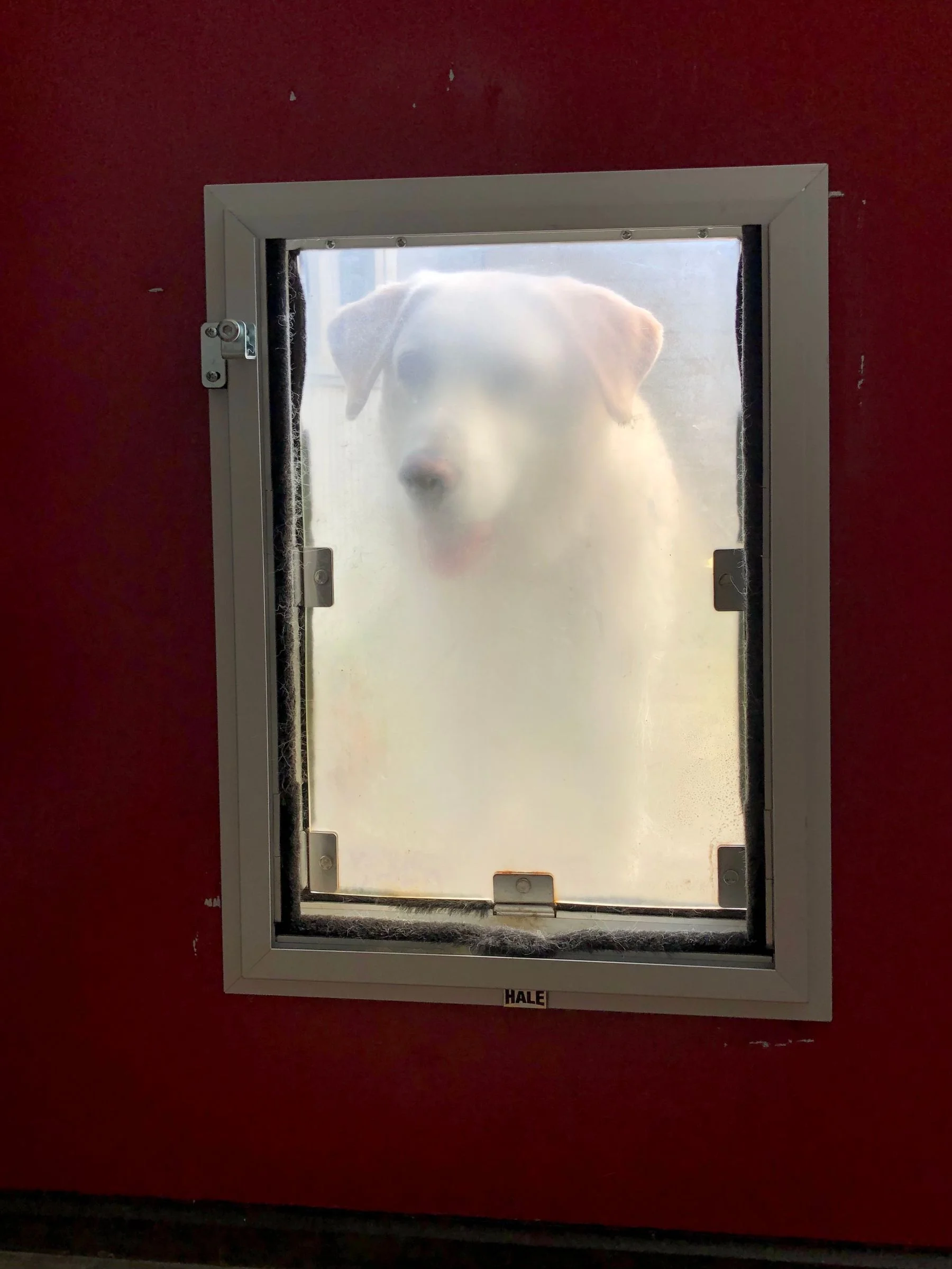 Dog looking through a fitted pet door